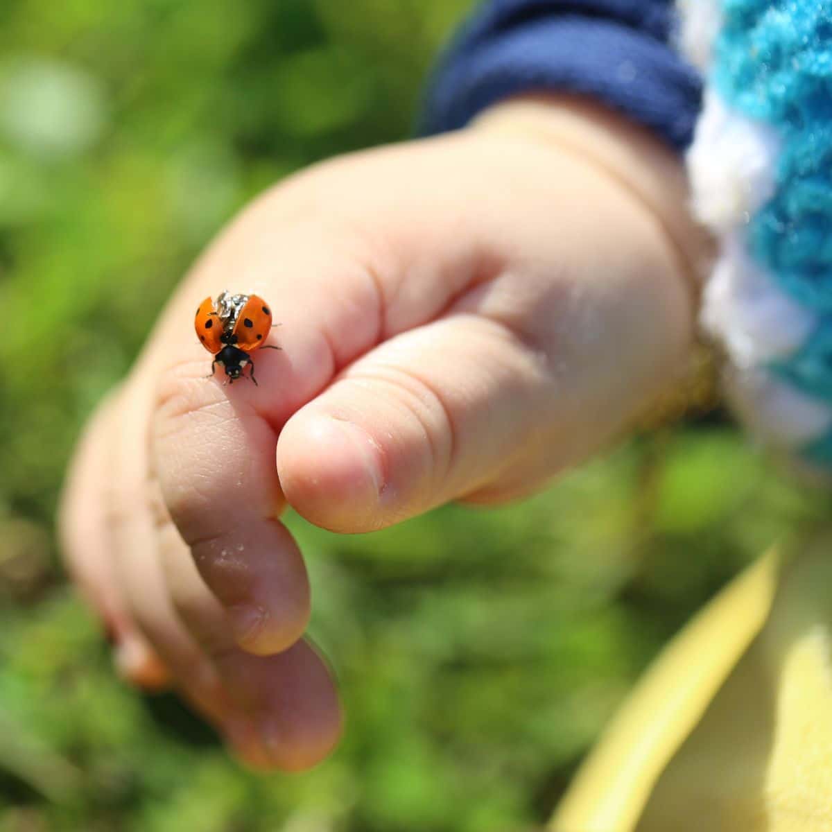 what does it mean when a ladybug lands on you