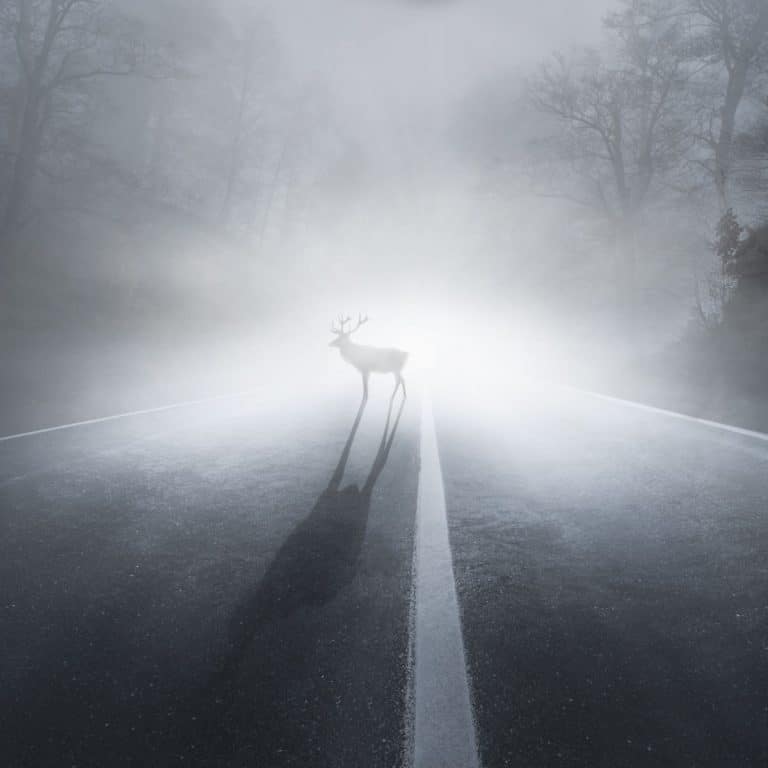 Spiritual Meaning of Deer Crossing Your Path Awakening State