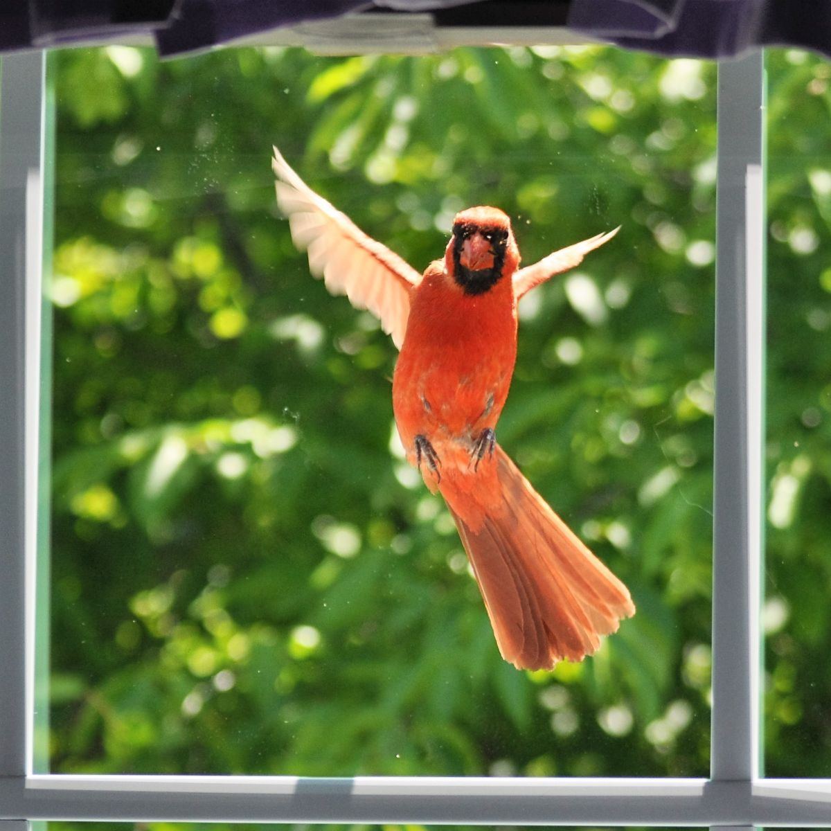 Bird hit window still alive - spiritual meaning