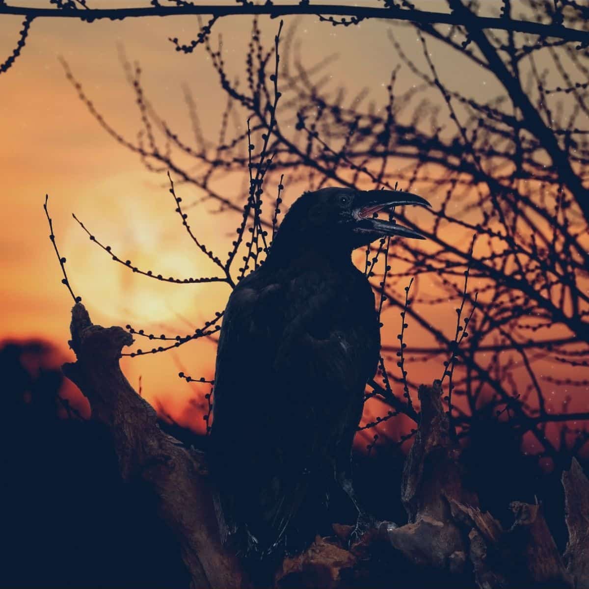 Black Crow spiritual meaning