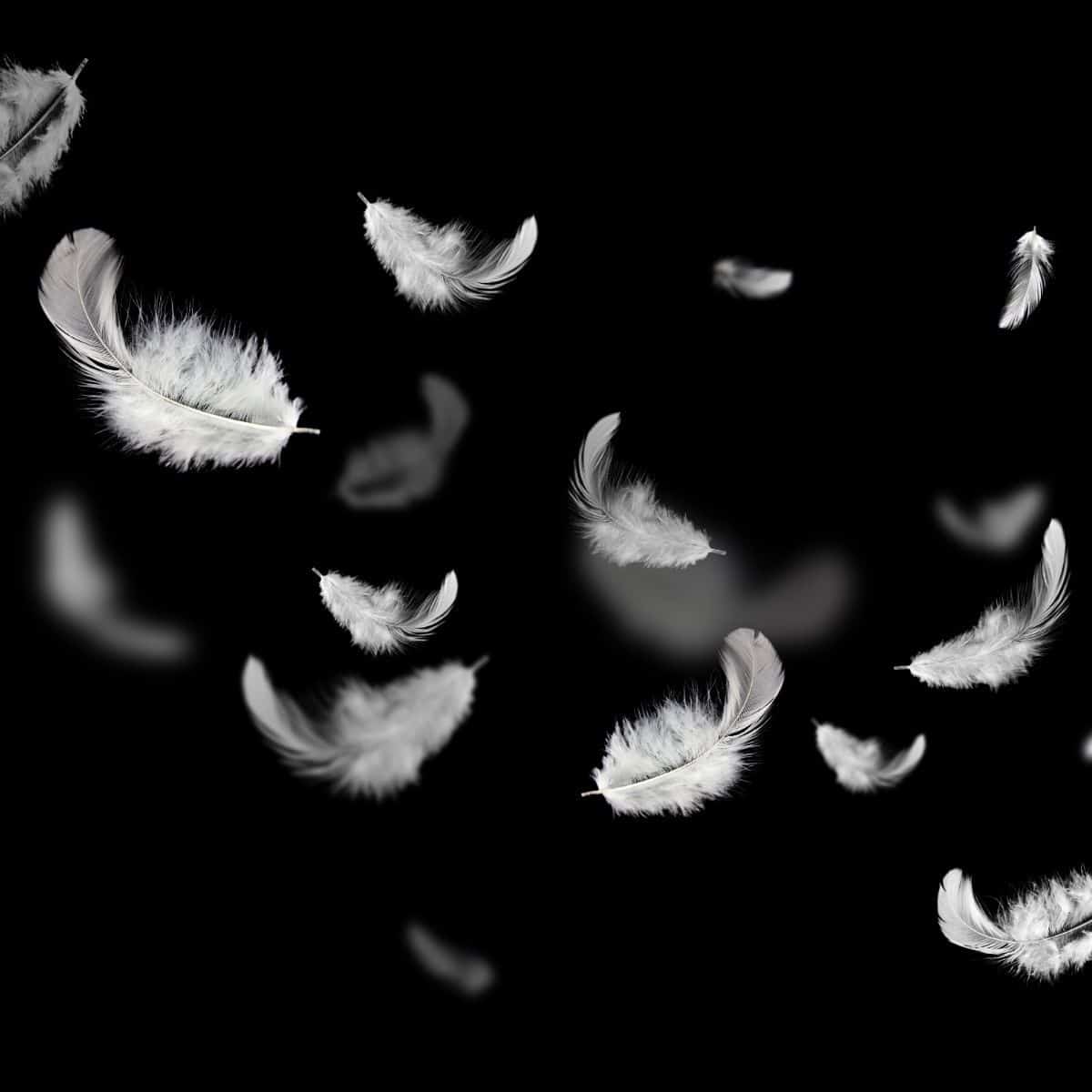 Black and White Feather meaning