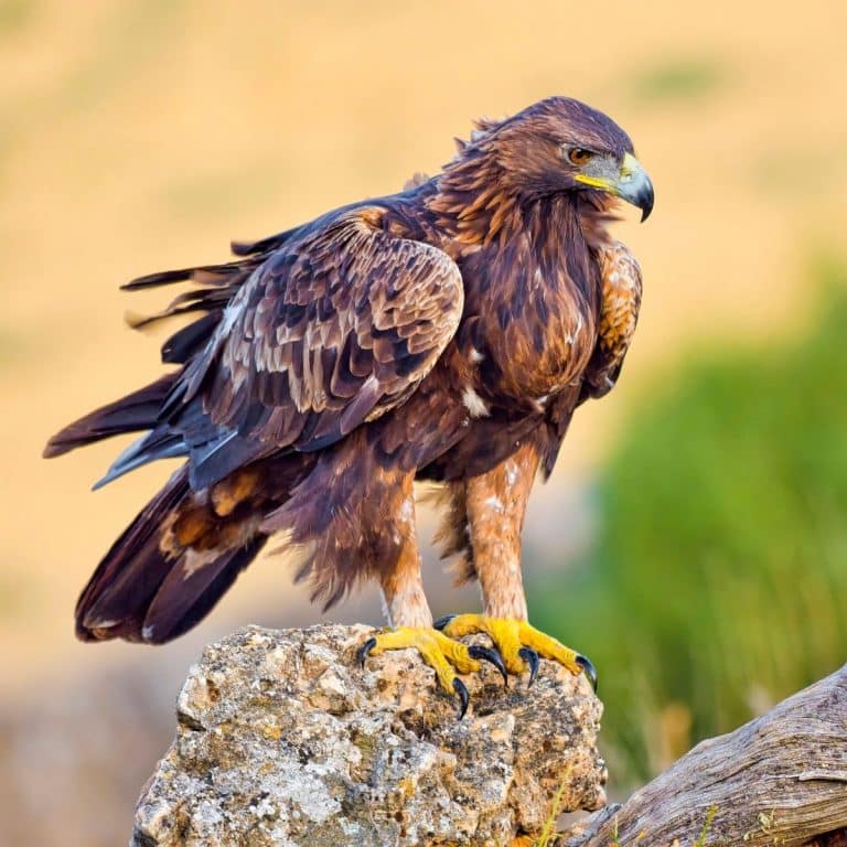 Golden Eagle Spiritual Meaning Awakening State