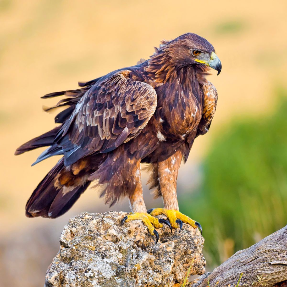 Golden Eagle Spiritual Meaning Awakening State