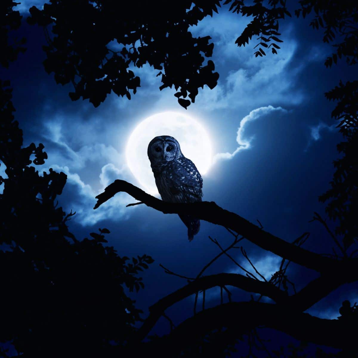 Seeing an Owl at Night spiritual meaning