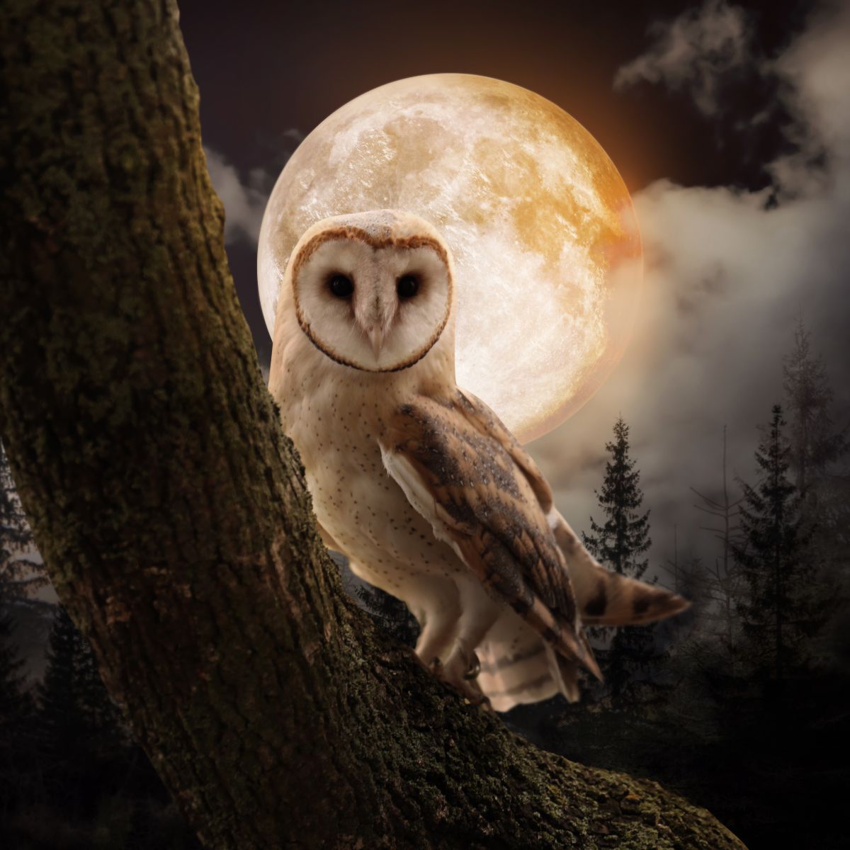 Spiritual meaning of owl hooting