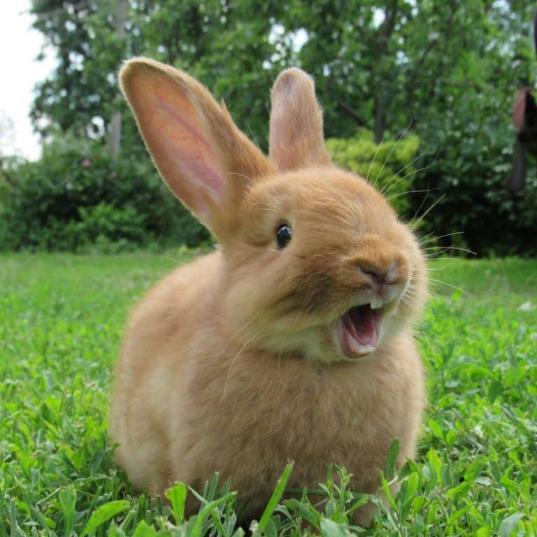 The Spiritual Meaning Of Seeing A Brown Rabbit Awakening State