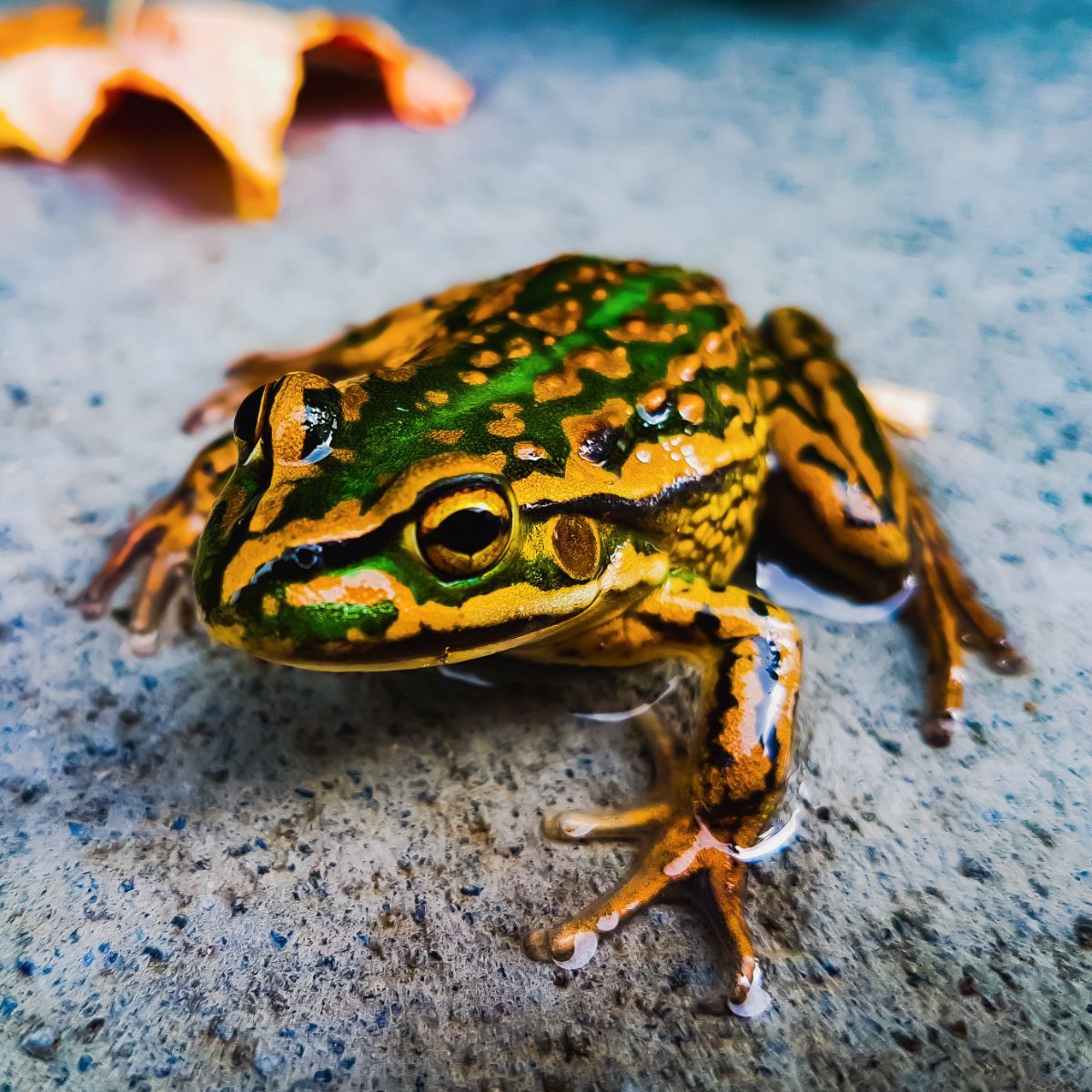 The Spiritual Meaning of Seeing a Frog at Night