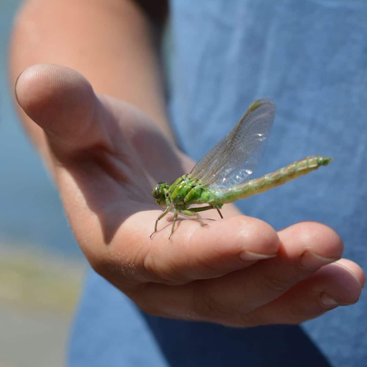 What is the spiritual meaning of a dragonfly landing on you