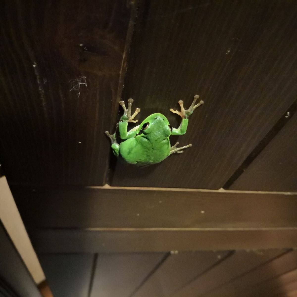 What is the spiritual meaning of a frog at your front door
