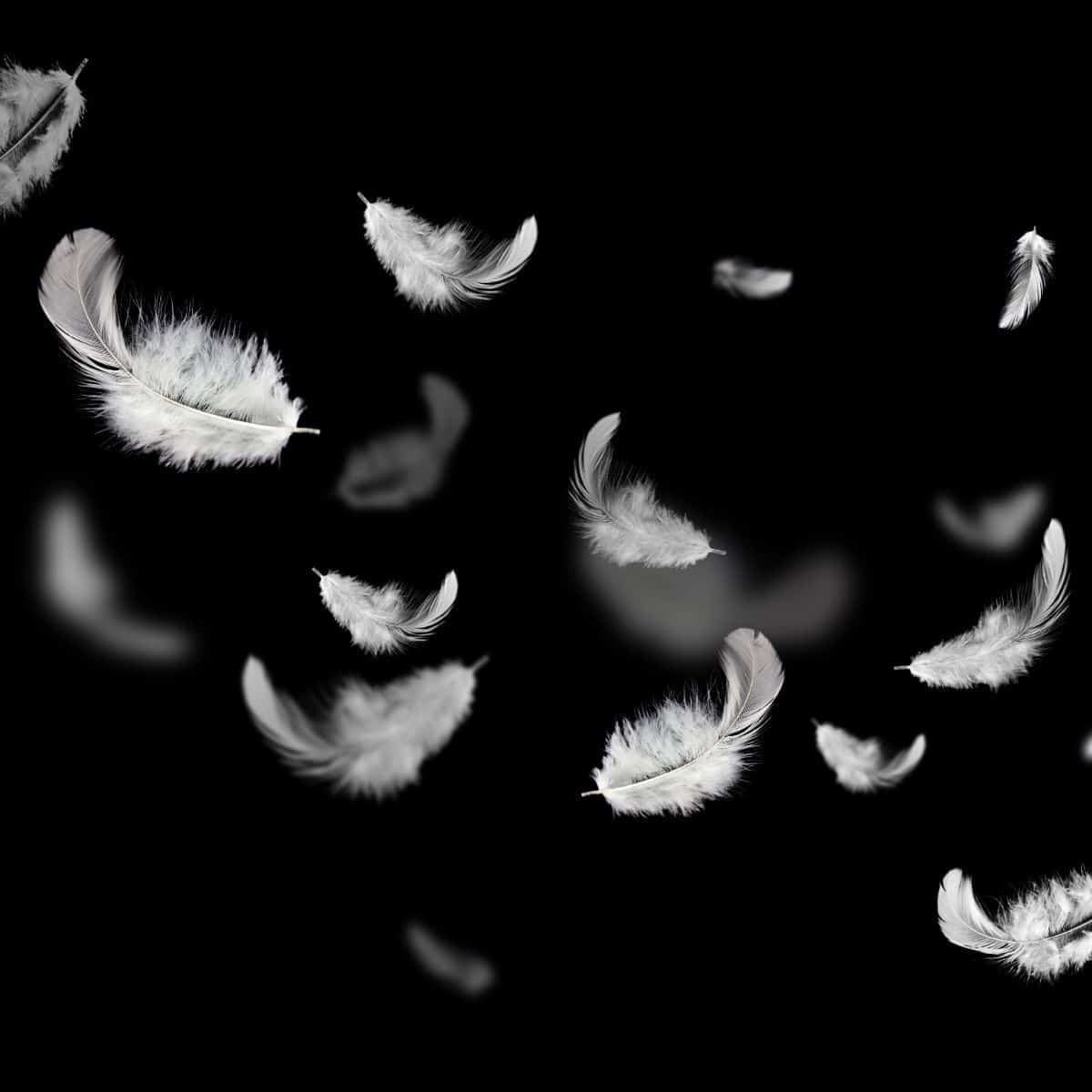 What is the spiritual meaning of black and white feathers