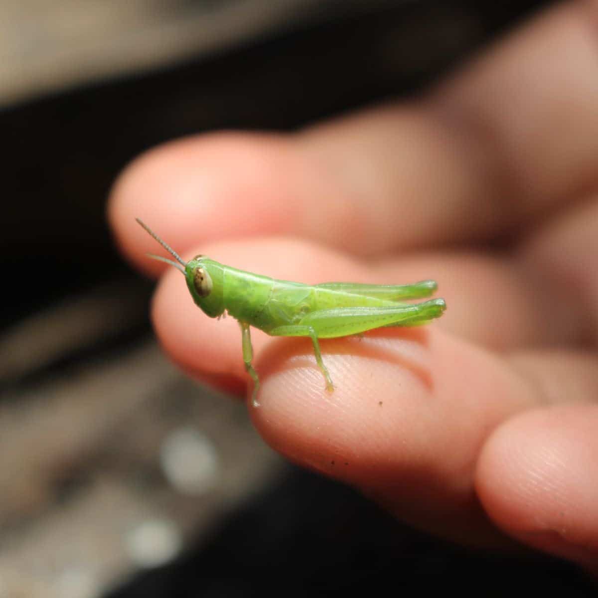 What is the spiritual meaning of green grasshopper