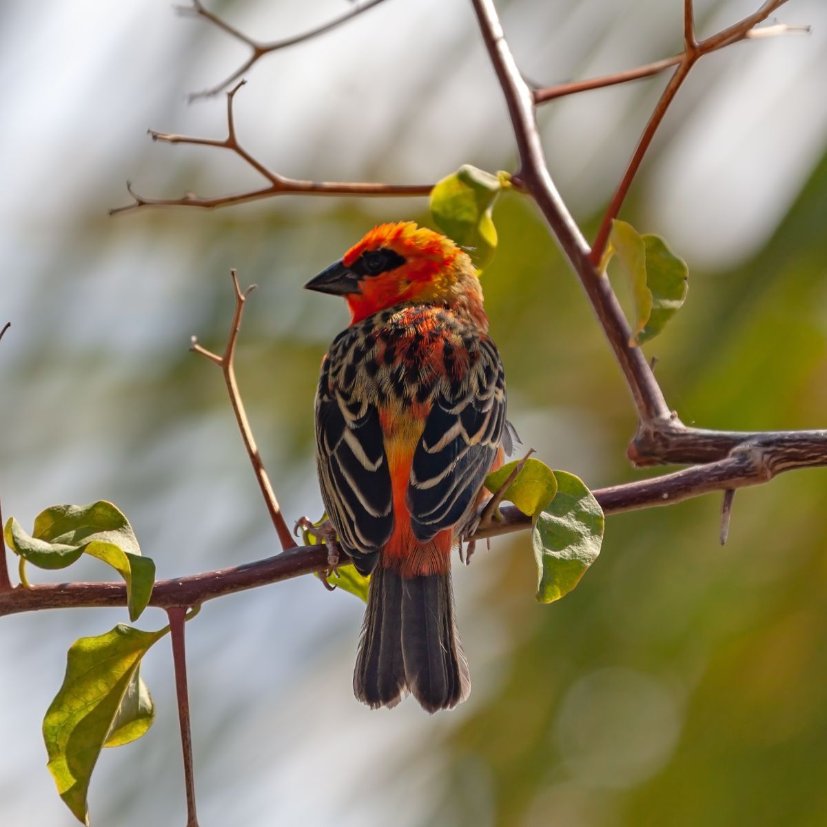What is the spiritual meaning of seeing a red cardinal