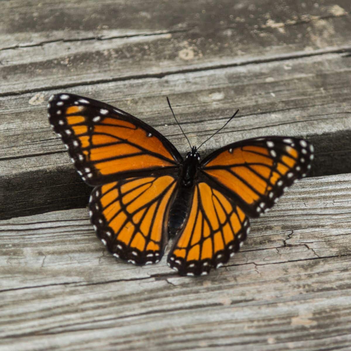 What is the spiritual meaning of the orange and black butterfly