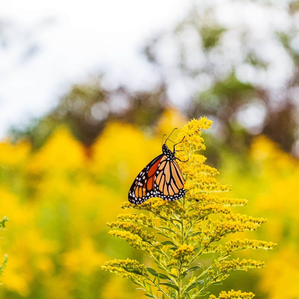 What is the spiritual meaning of yellow and black butterflies
