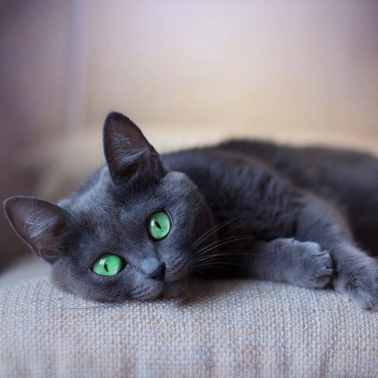 Black Cats with Green Eyes Spiritual Meaning Awakening State