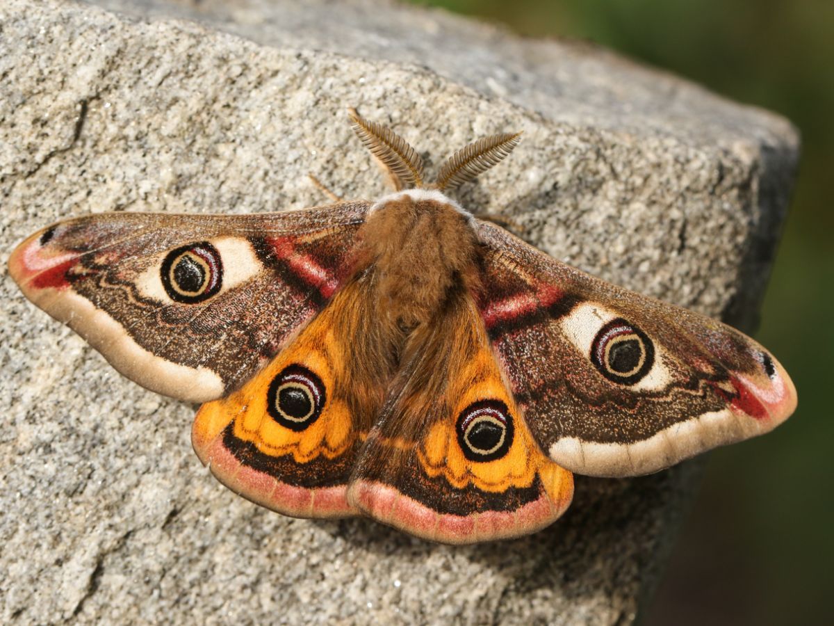 brown moth meaning money