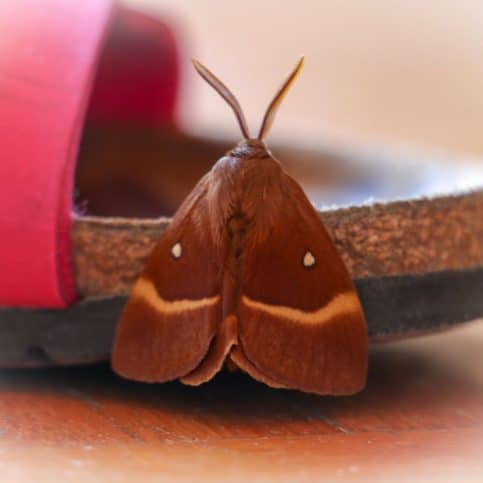 Brown Moth: Spiritual Meaning (in house) - Awakening State