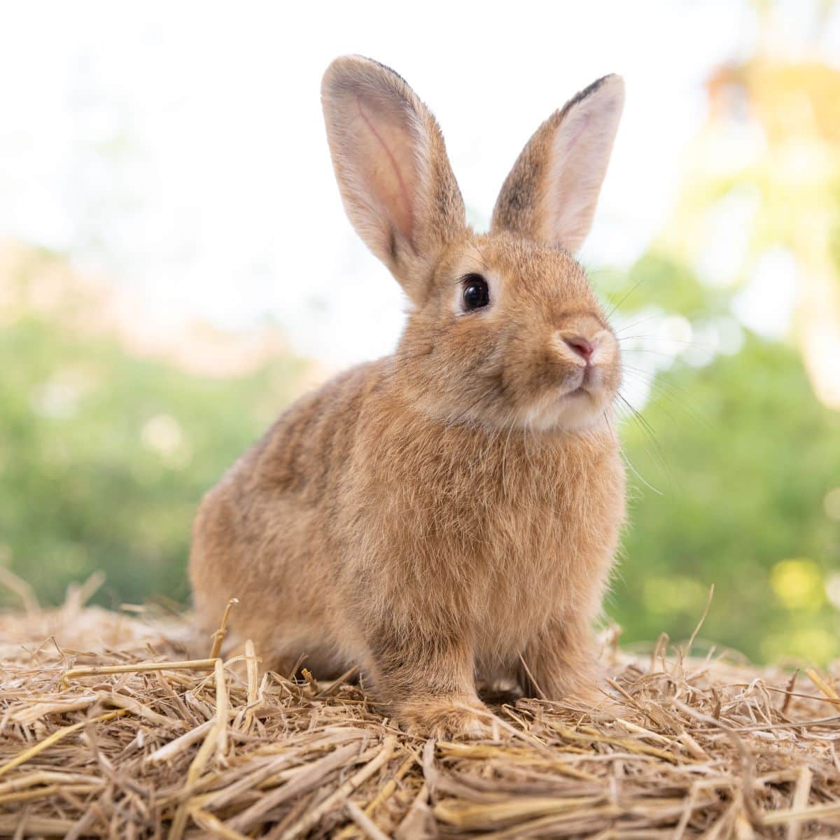 brown rabbit symbolism