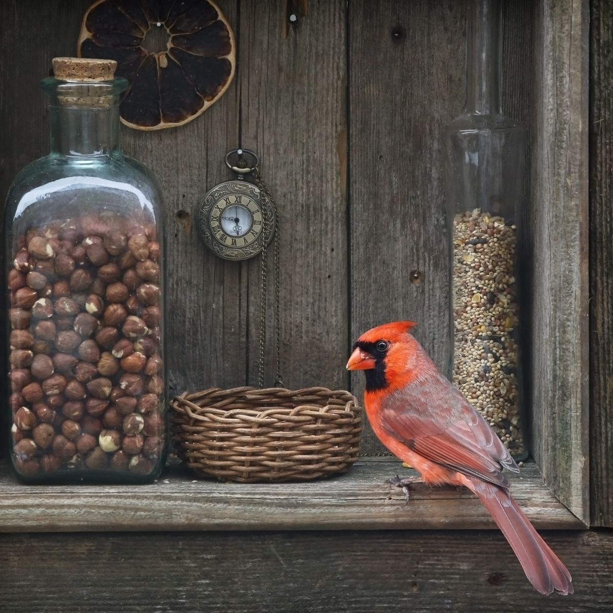 Seeing a Red Cardinal Spiritual Meaning Awakening State