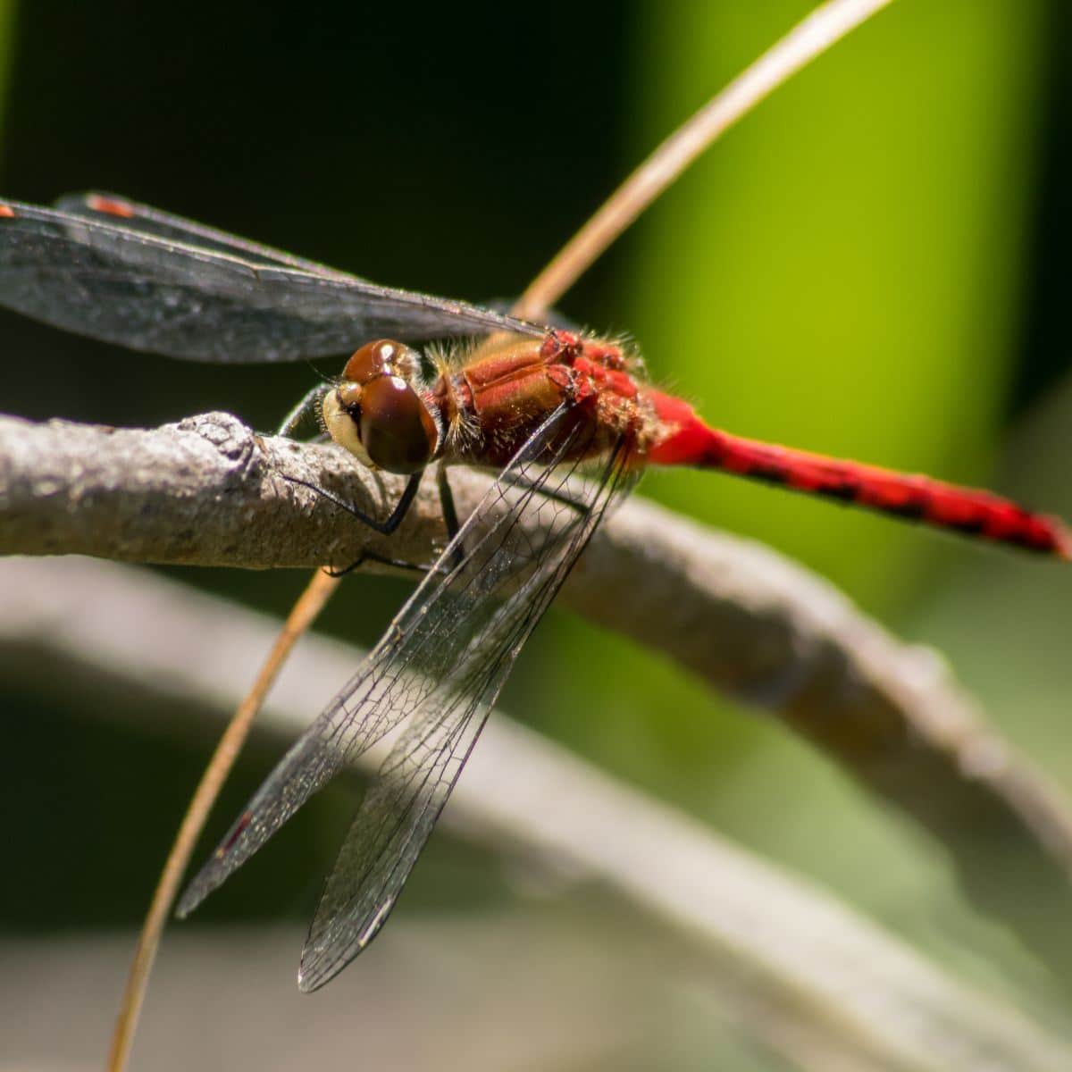dragonflies symbolism for death