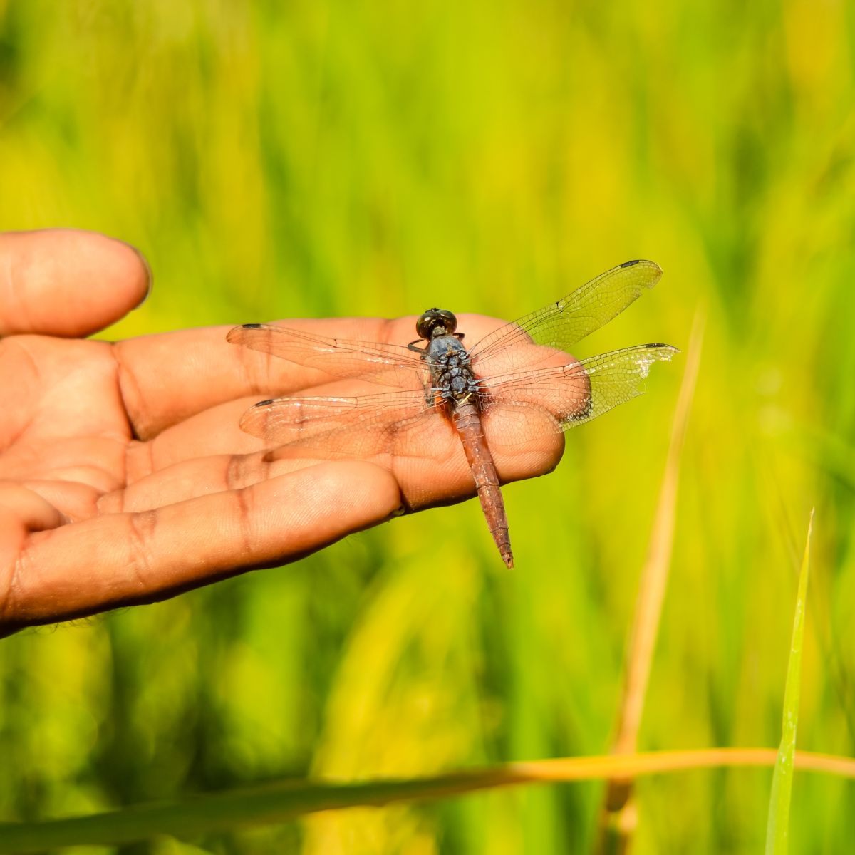 dragonfly landing on you meaning