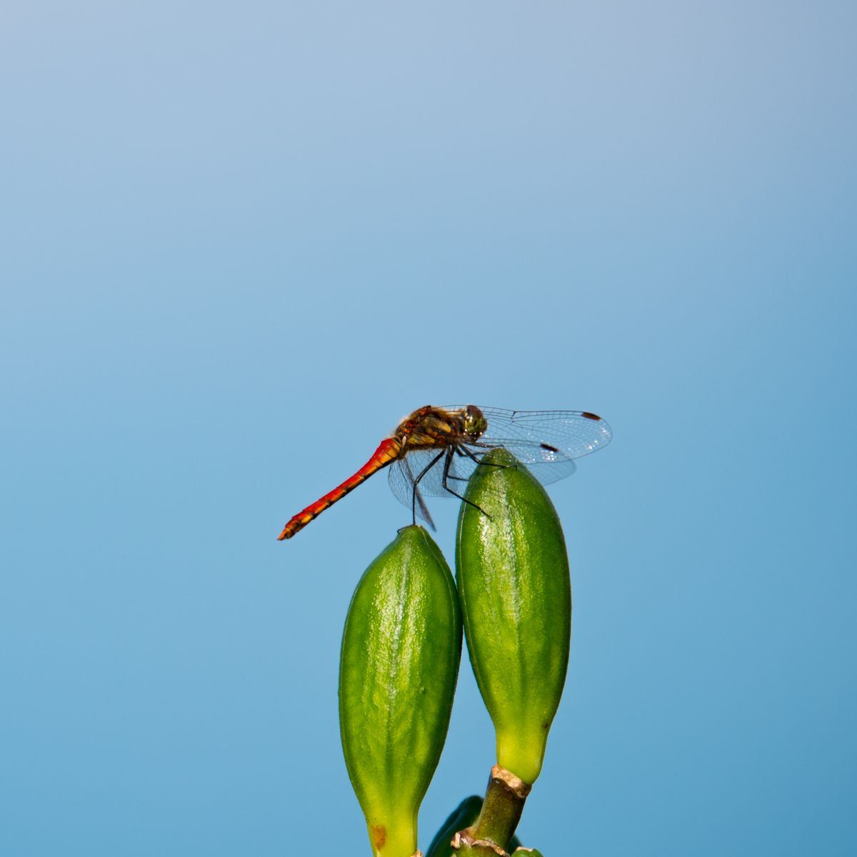 dragonfly meaning death