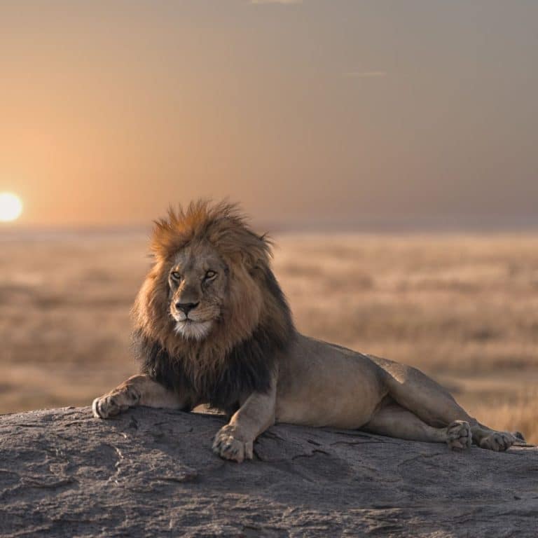 Spiritual Meaning of Lions in Dreams Awakening State