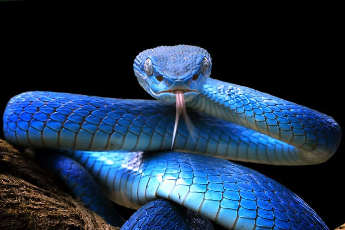 dreams about snakes biting you