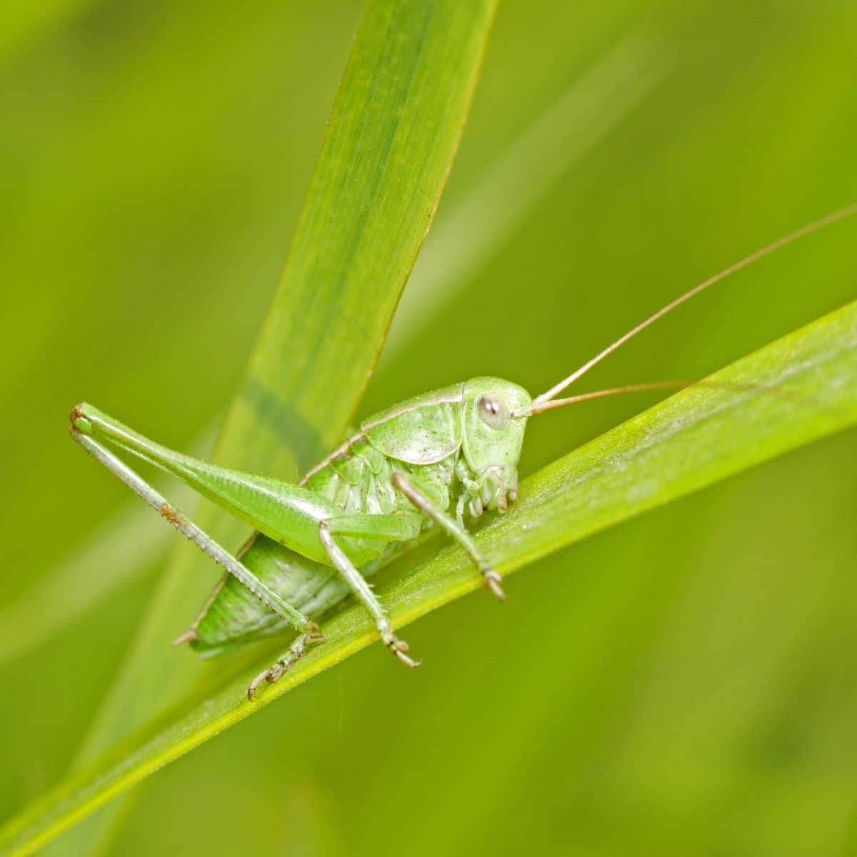 green grasshopper landed on me