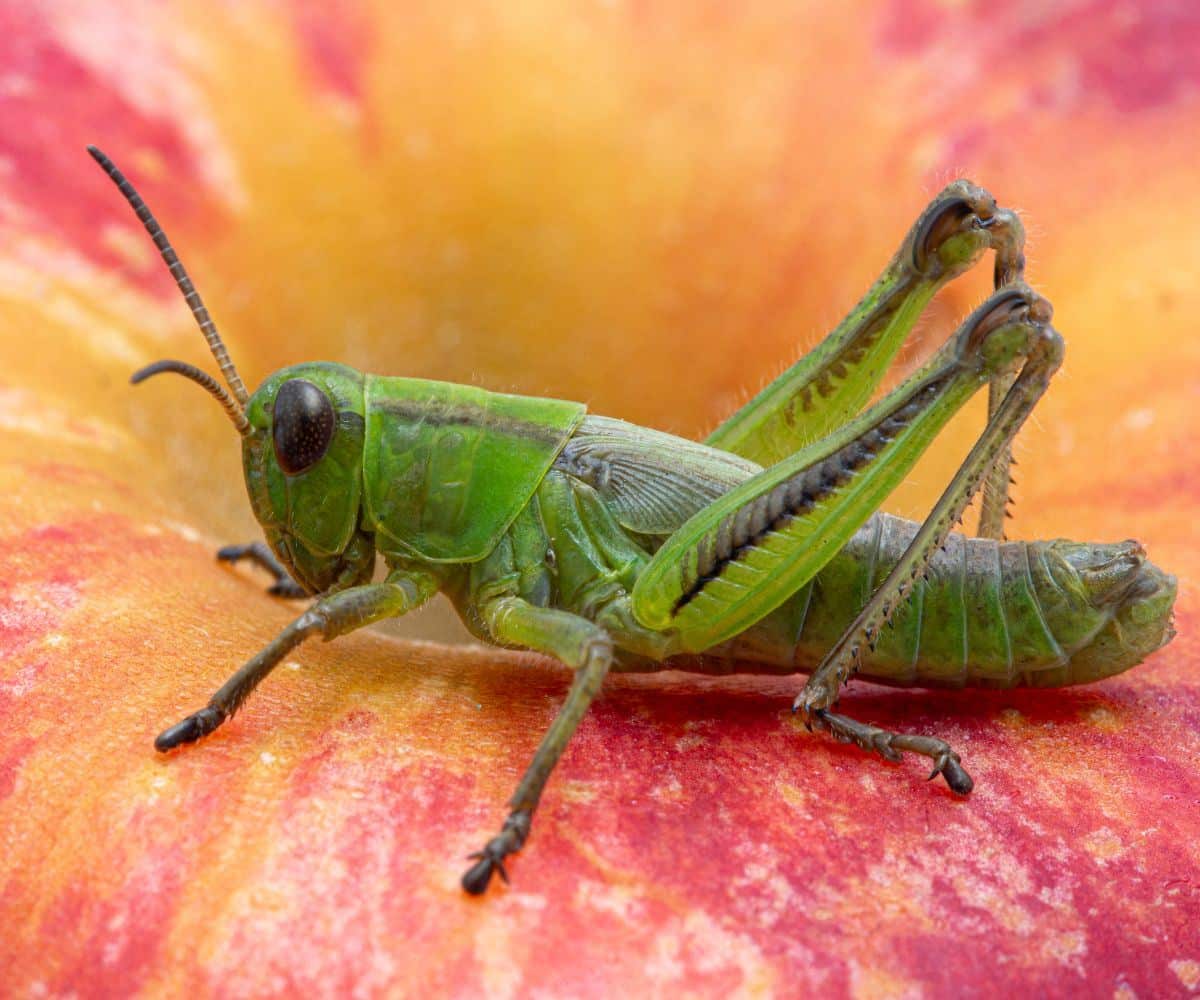 green grasshopper meaning
