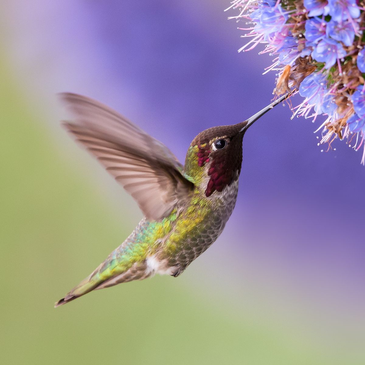hummingbird meaning spiritual