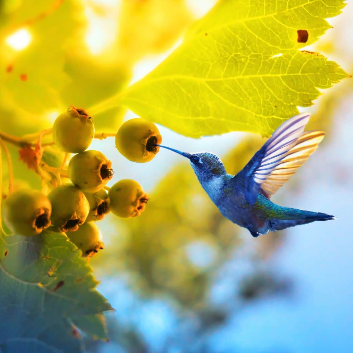 hummingbird symbolism