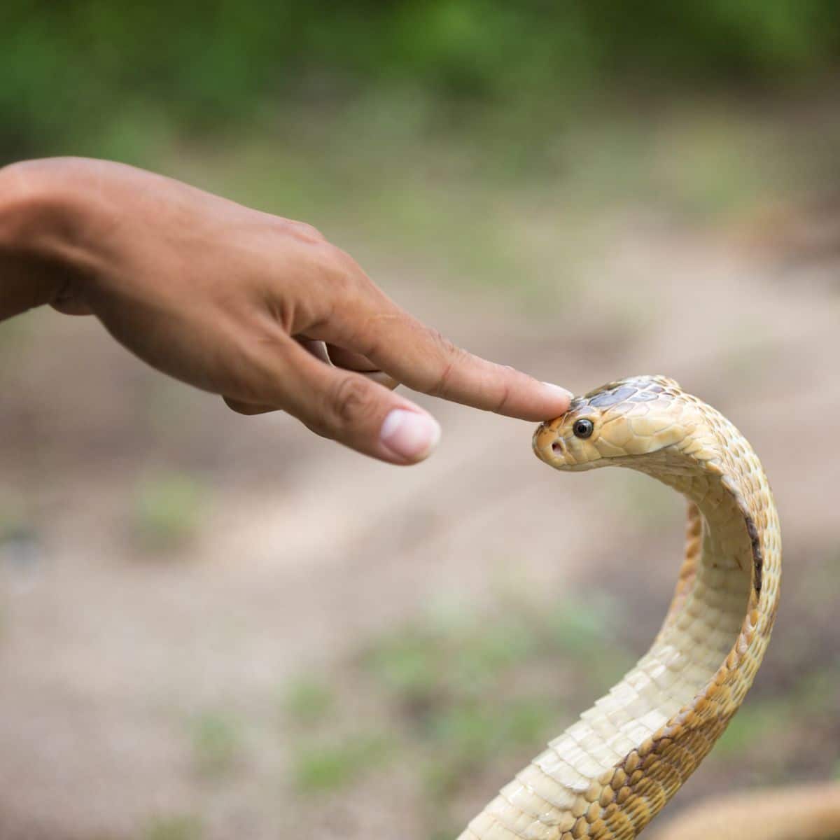 lots of snakes in dreams meaning