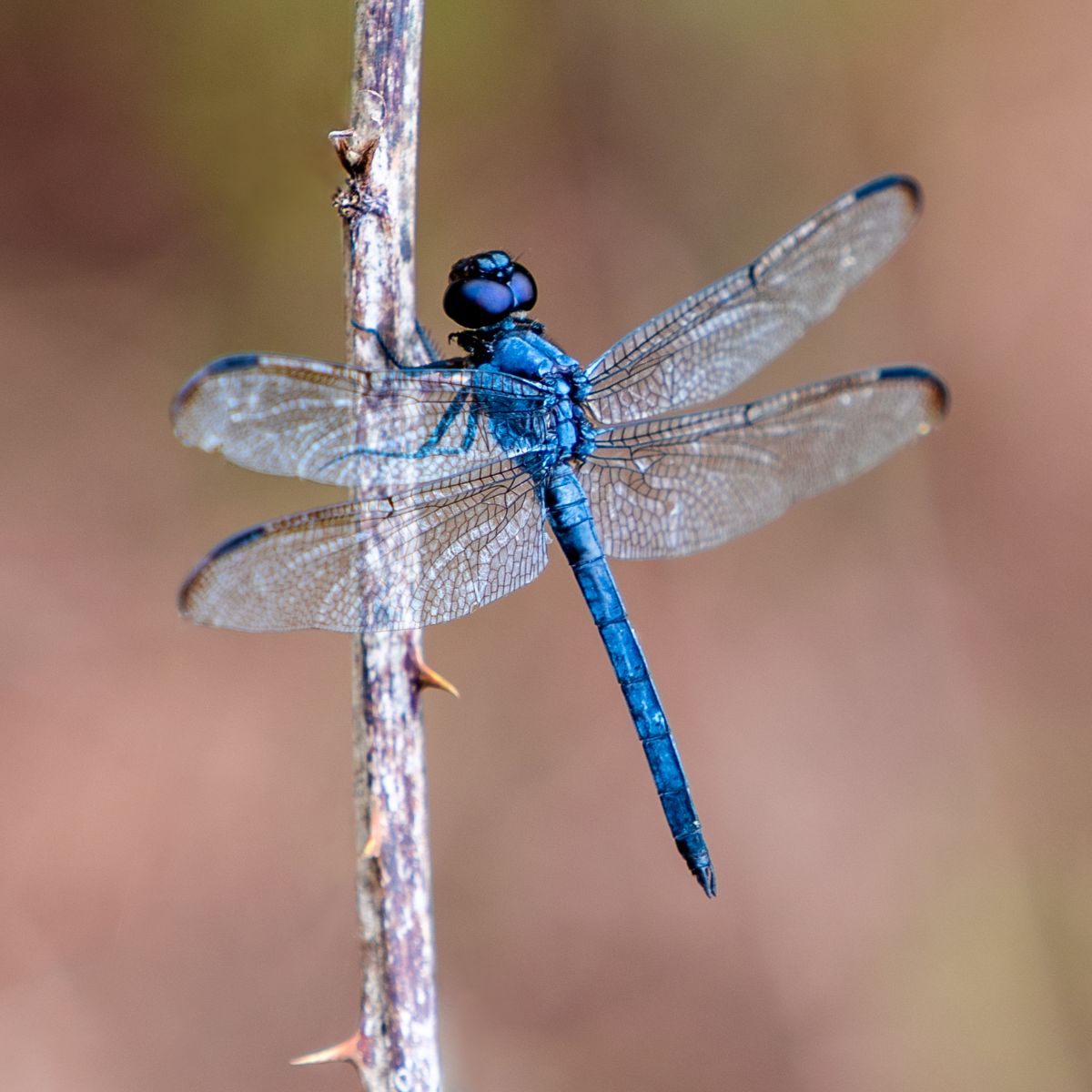 meaning of dragonflies landing on you