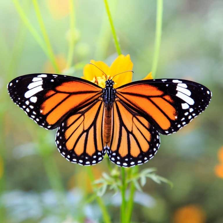 Orange and Black Butterfly spiritual meaning Awakening State