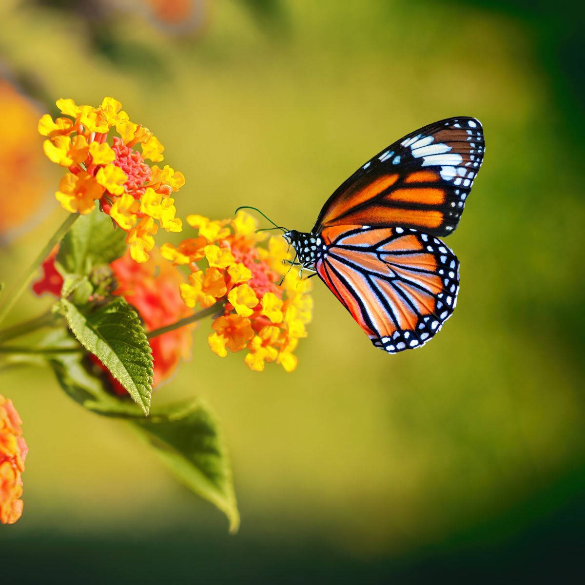 orange butterfly spiritual meaning