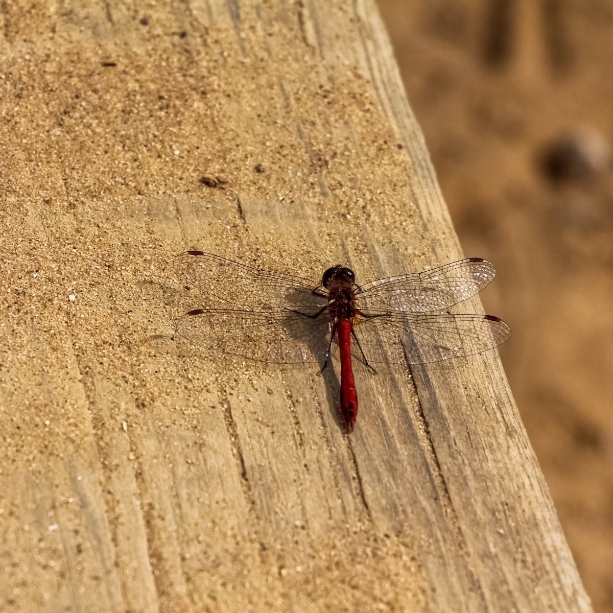 Red Dragonfly spiritual meaning Awakening State