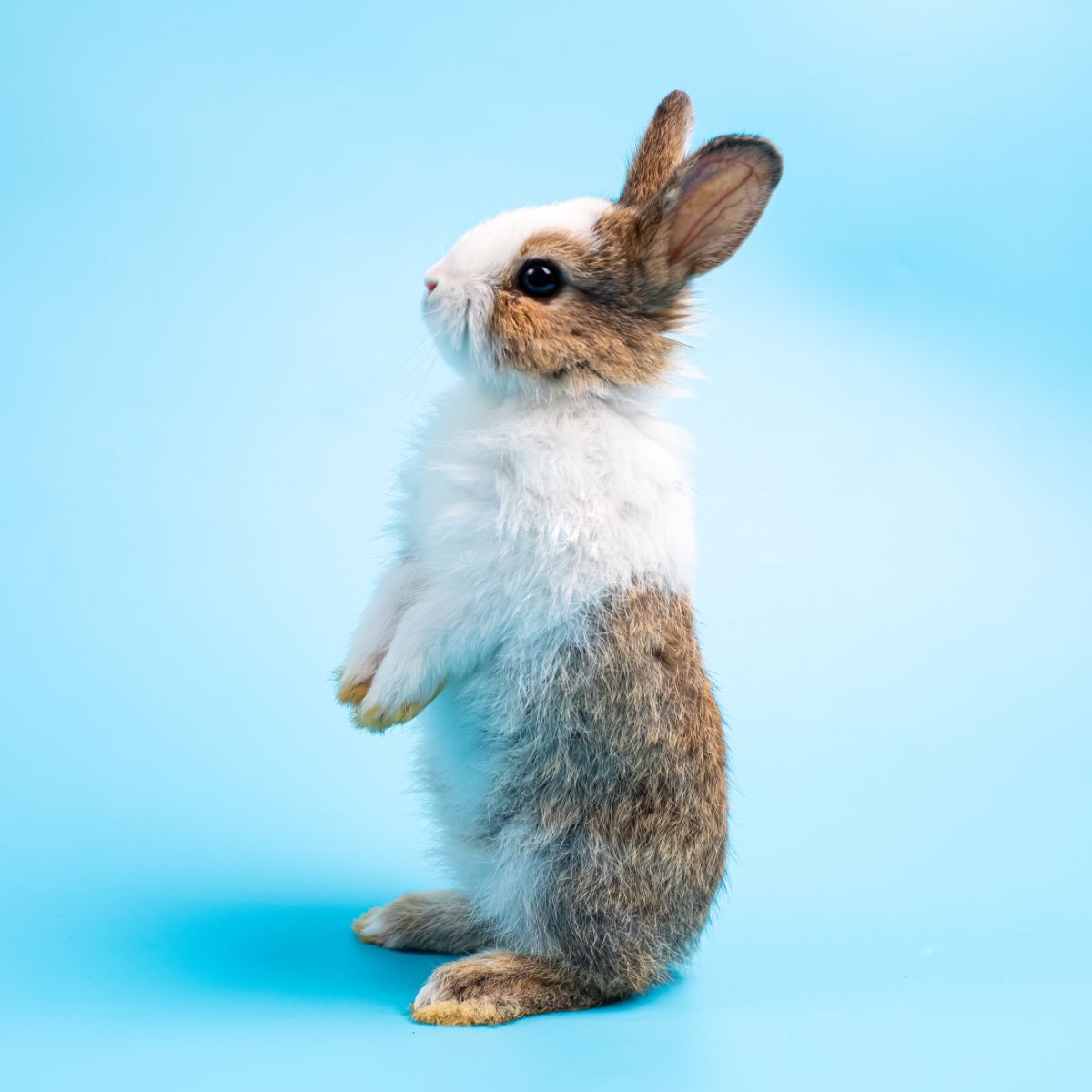 seeing a brown rabbit meaning