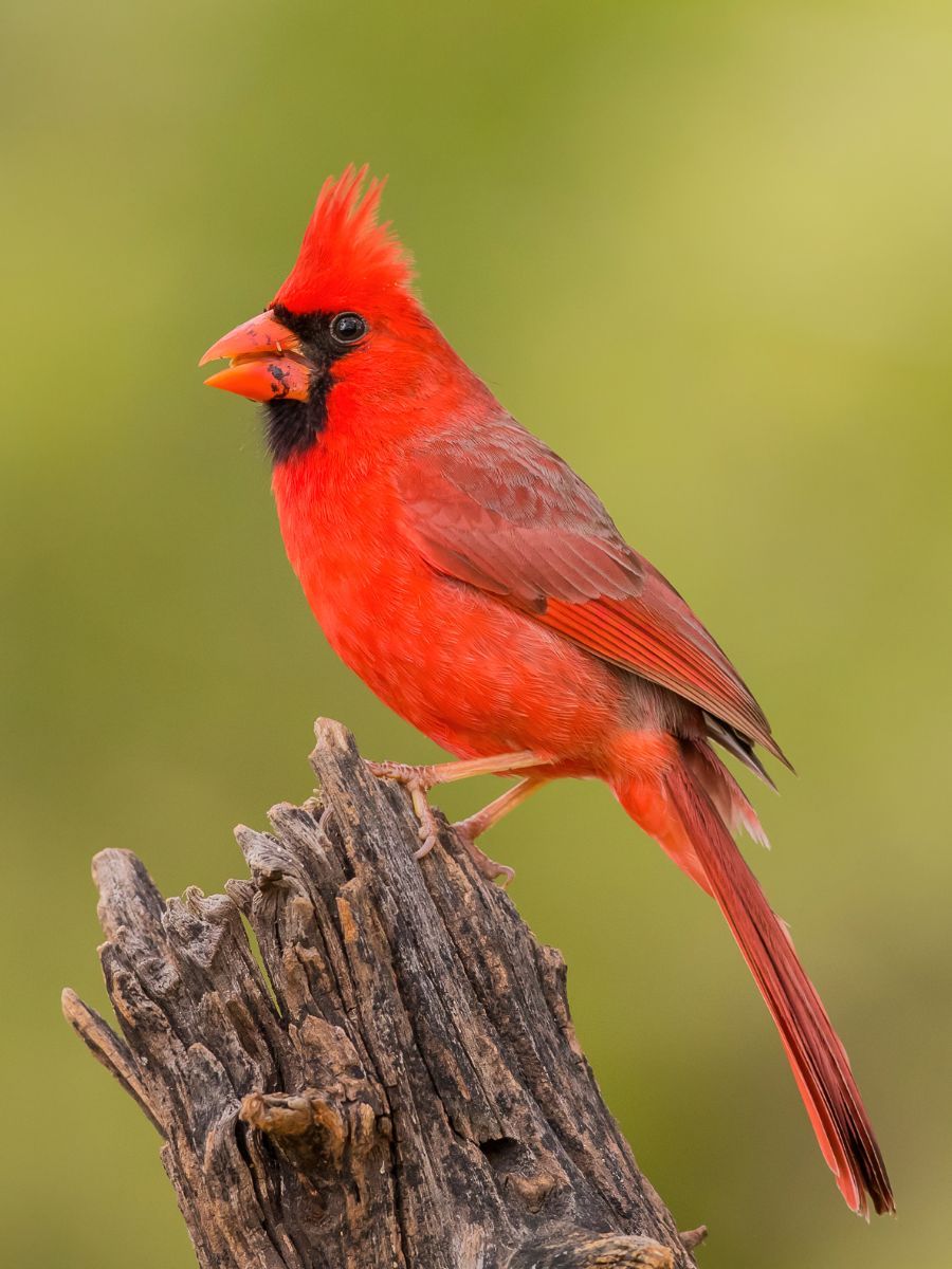 seeing a red cardinal