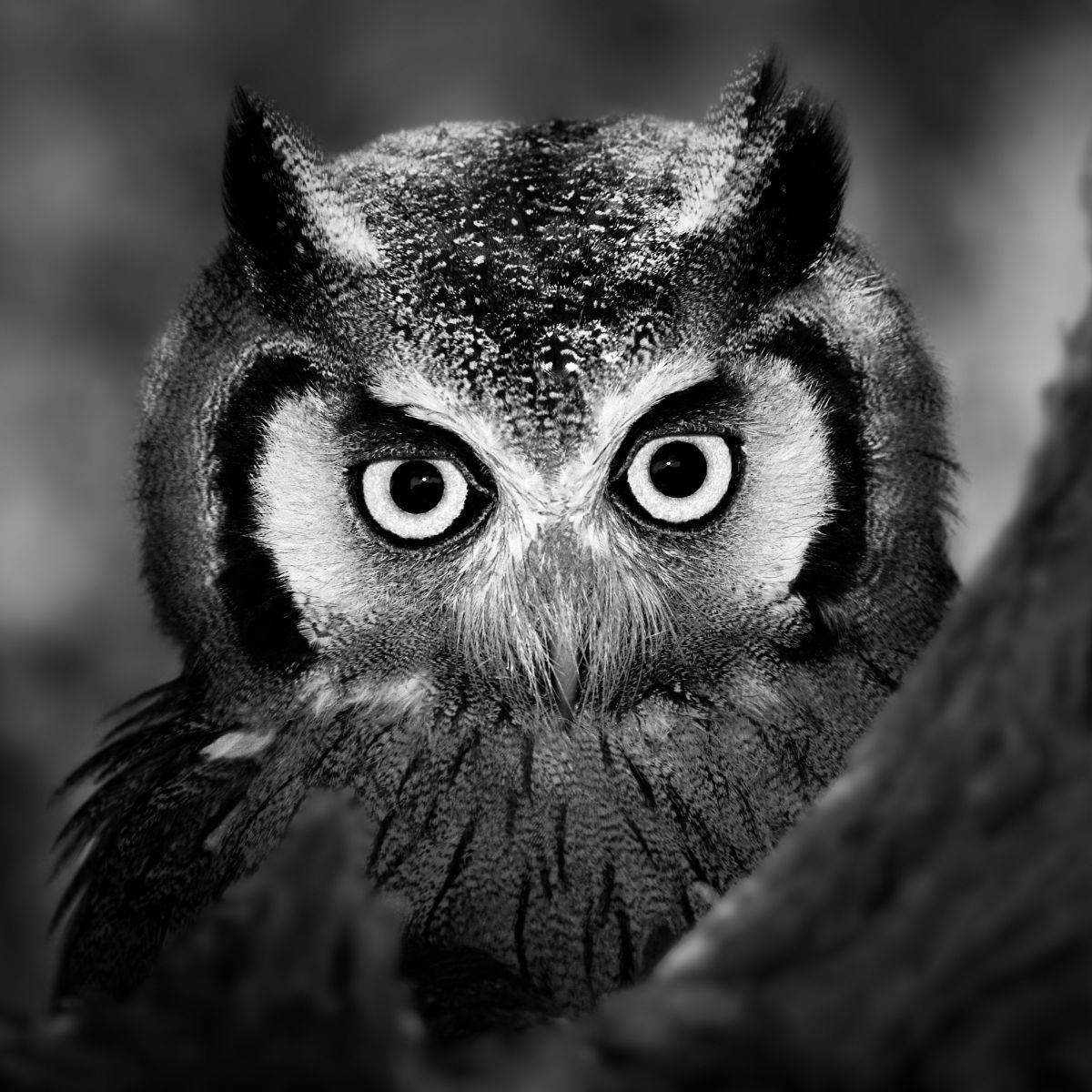 Seeing an Owl at Night spiritual meaning Awakening State