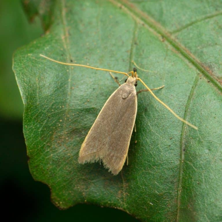 Brown Moth Spiritual Meaning (in house) Awakening State