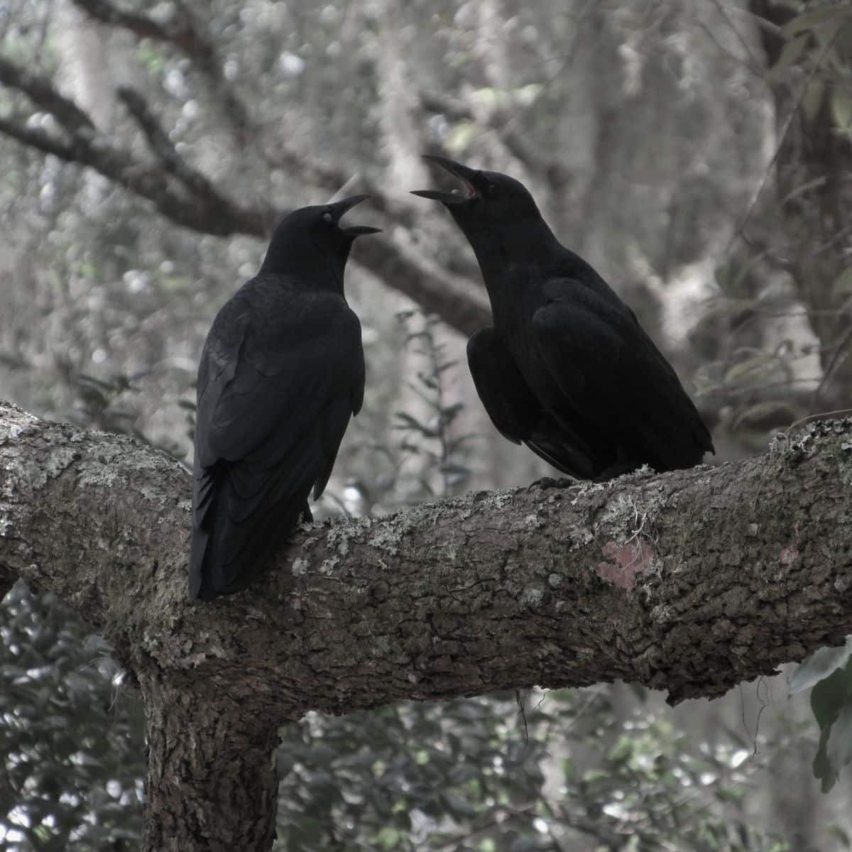 spiritual meaning of a black crow