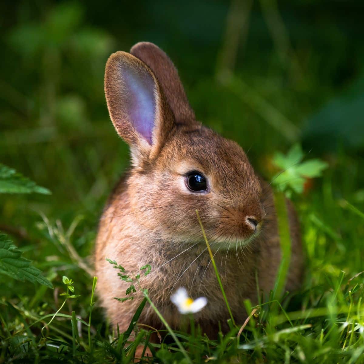 spiritual meaning of brown rabbits in dreams