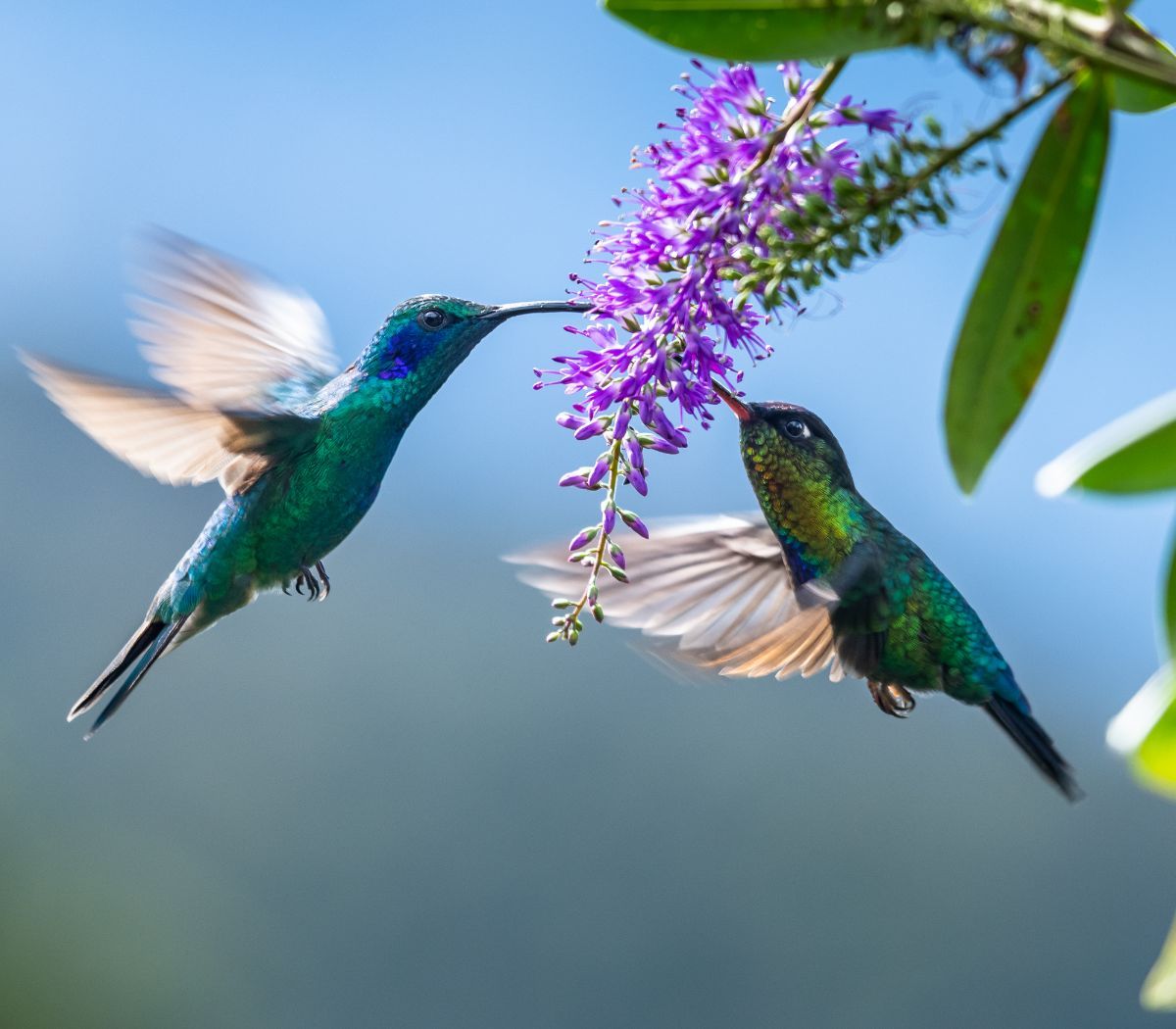 spiritual meaning of hummingbird visit