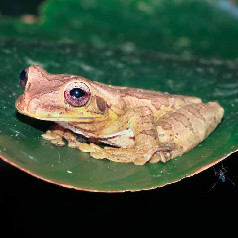 The Spiritual Meaning of Seeing a Frog at Night Awakening State