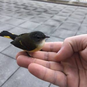 What Does it Mean Spiritually When a Bird Survives Hitting Your Window