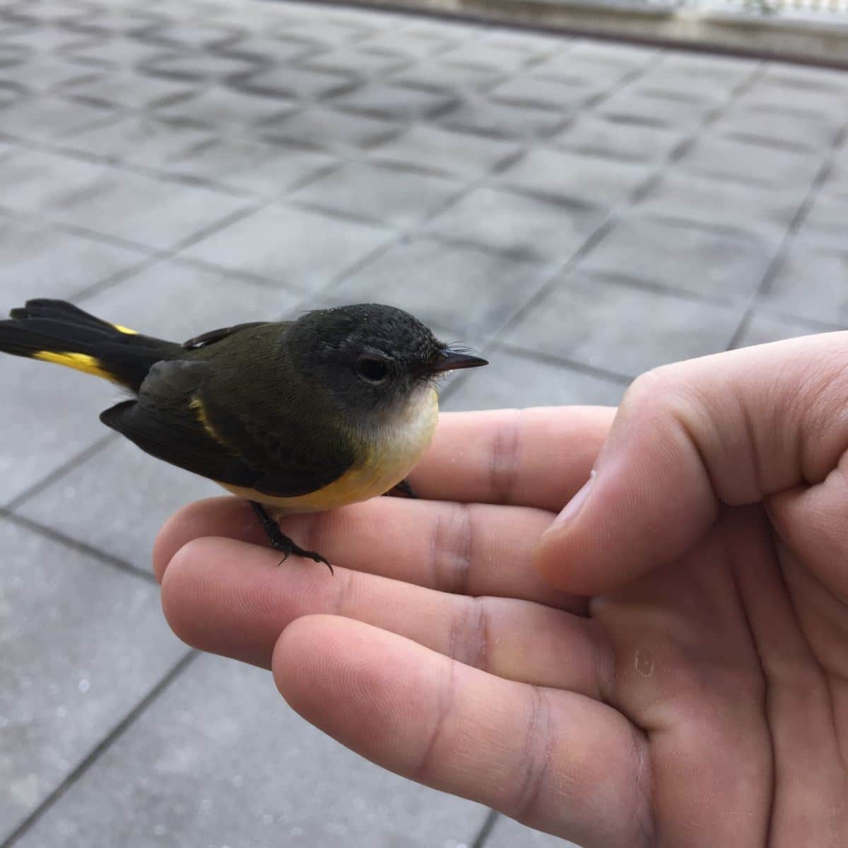 what does it mean if a bird hits your window