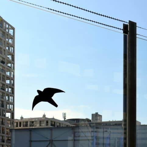 What Does it Mean Spiritually When a Bird Survives Hitting Your Window