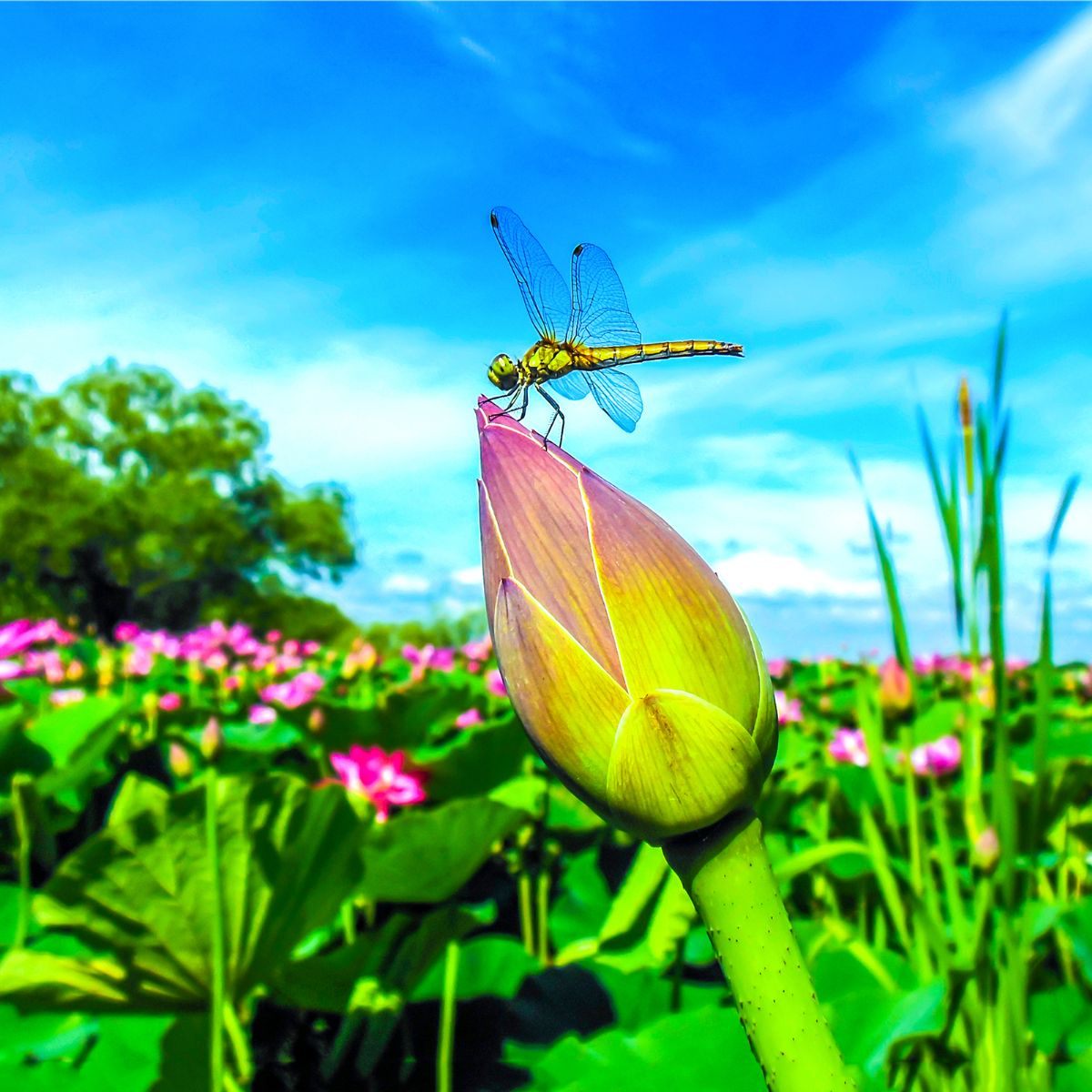 what does it mean when a dragonfly lands on you
