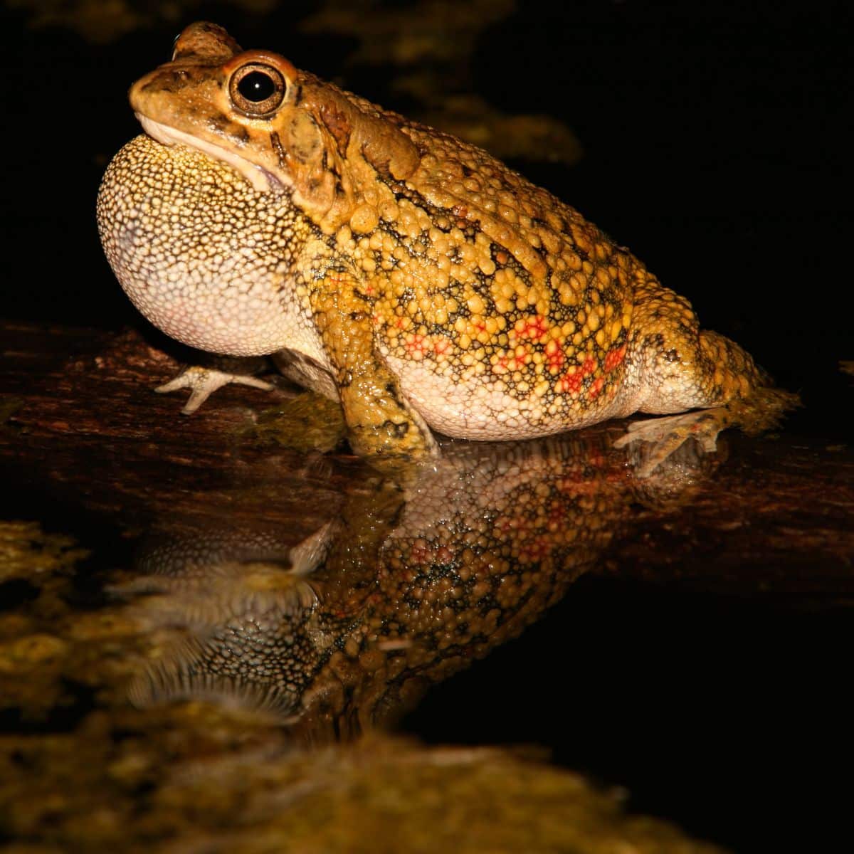 The Spiritual Meaning of Seeing a Frog at Night Awakening State